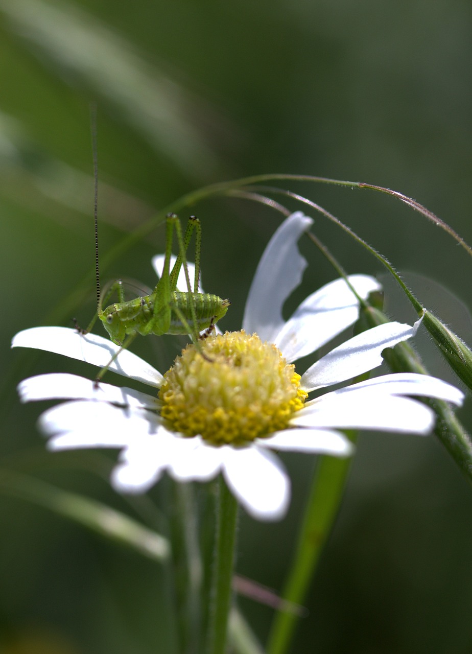 Image - grasshopper green flower insecta