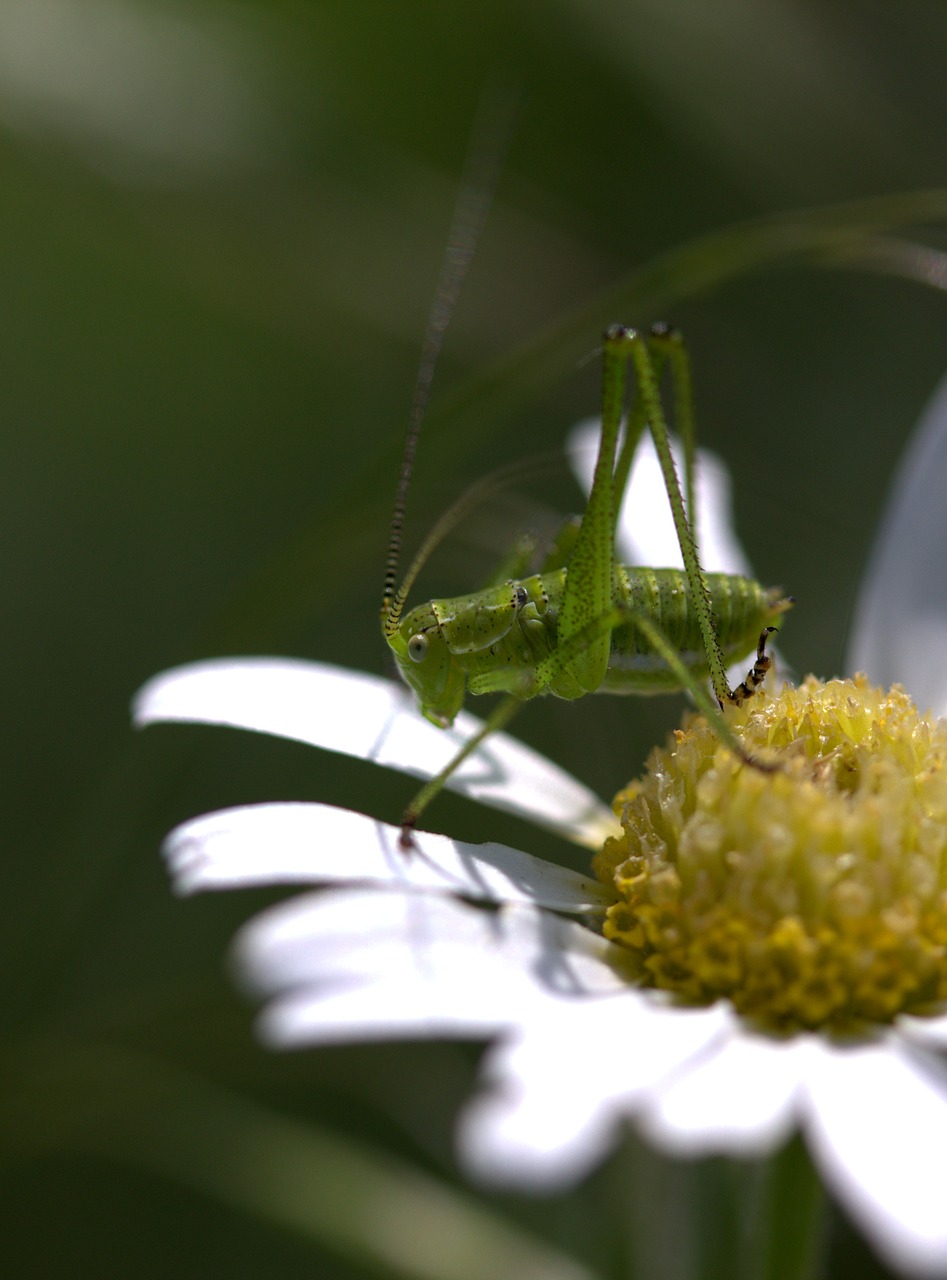 Image - grasshopper green flower insecta