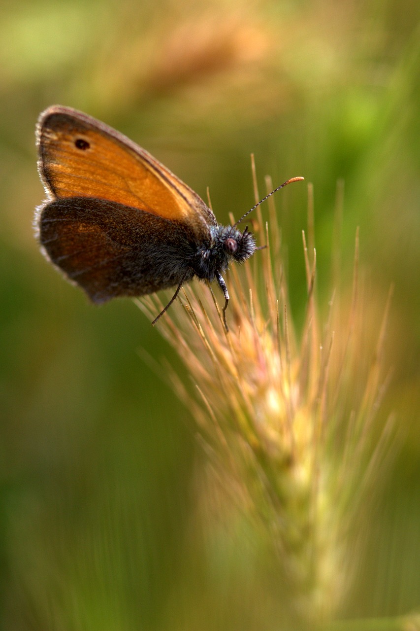 Image - butterfly spike red insecta wings