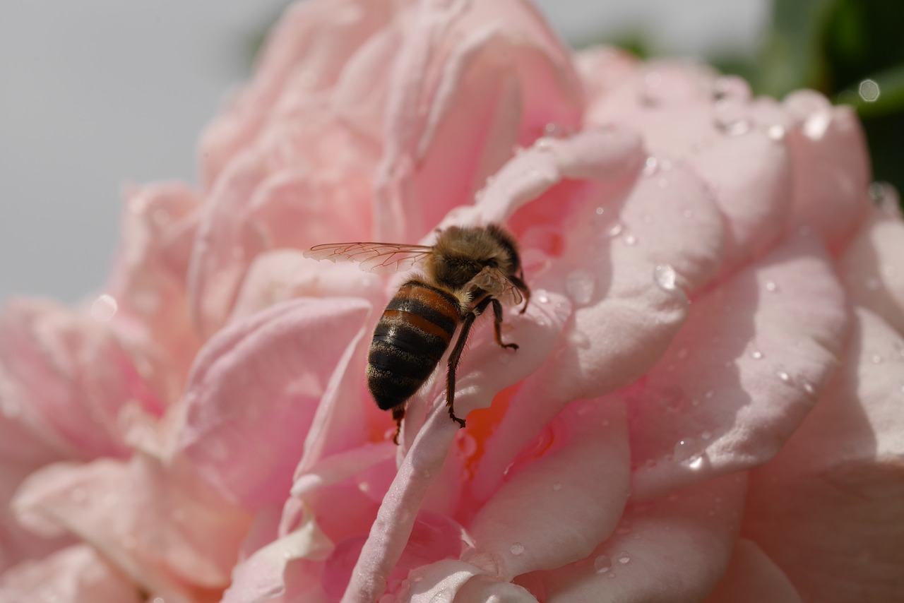 Image - rose pink bee nature macro flower