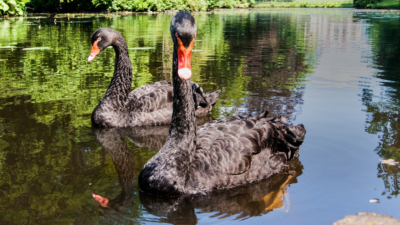 Image - swans black swans swan nature