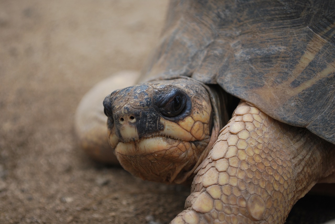 Image - turtle face close head big giant