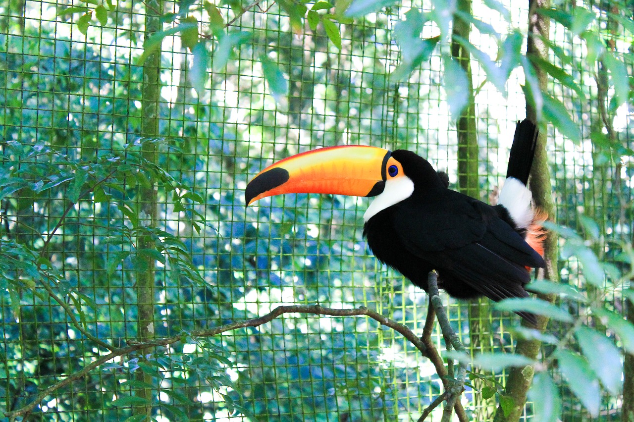 Image - tucano bird nature