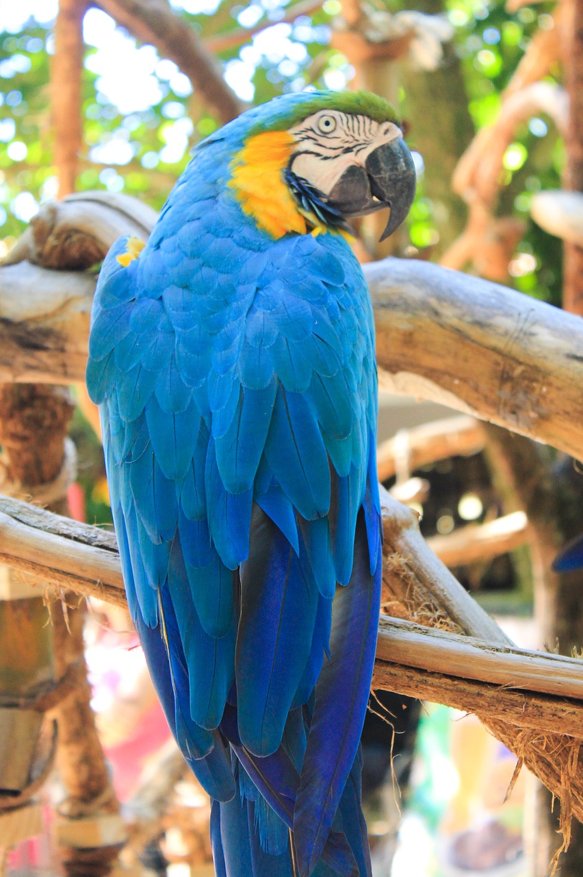 Image - ararara bird brazilian fauna