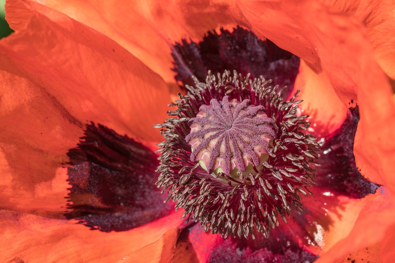 Image - poppy plant flower nature red