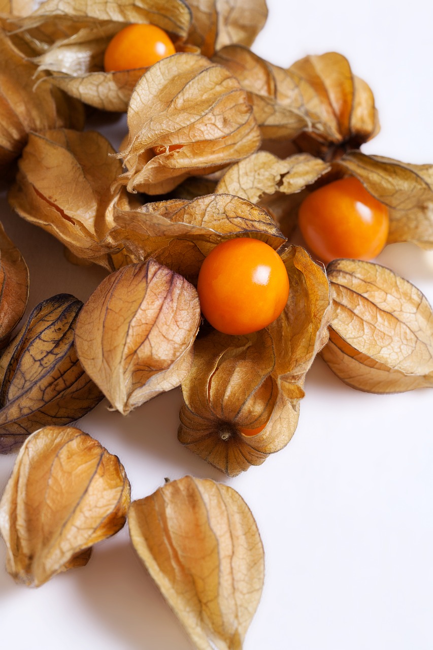 Image - physalis small edible fruit