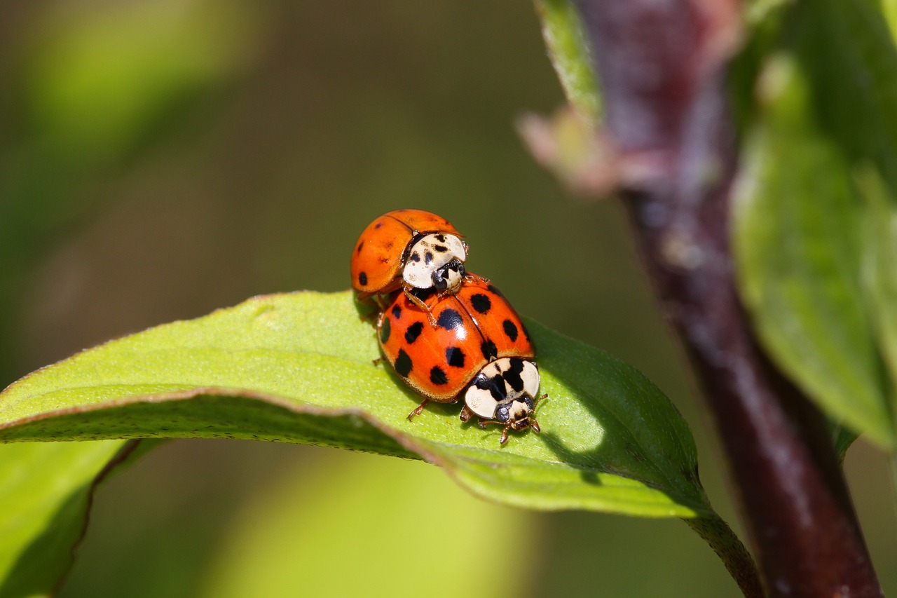 Image - insect nature macro pair green