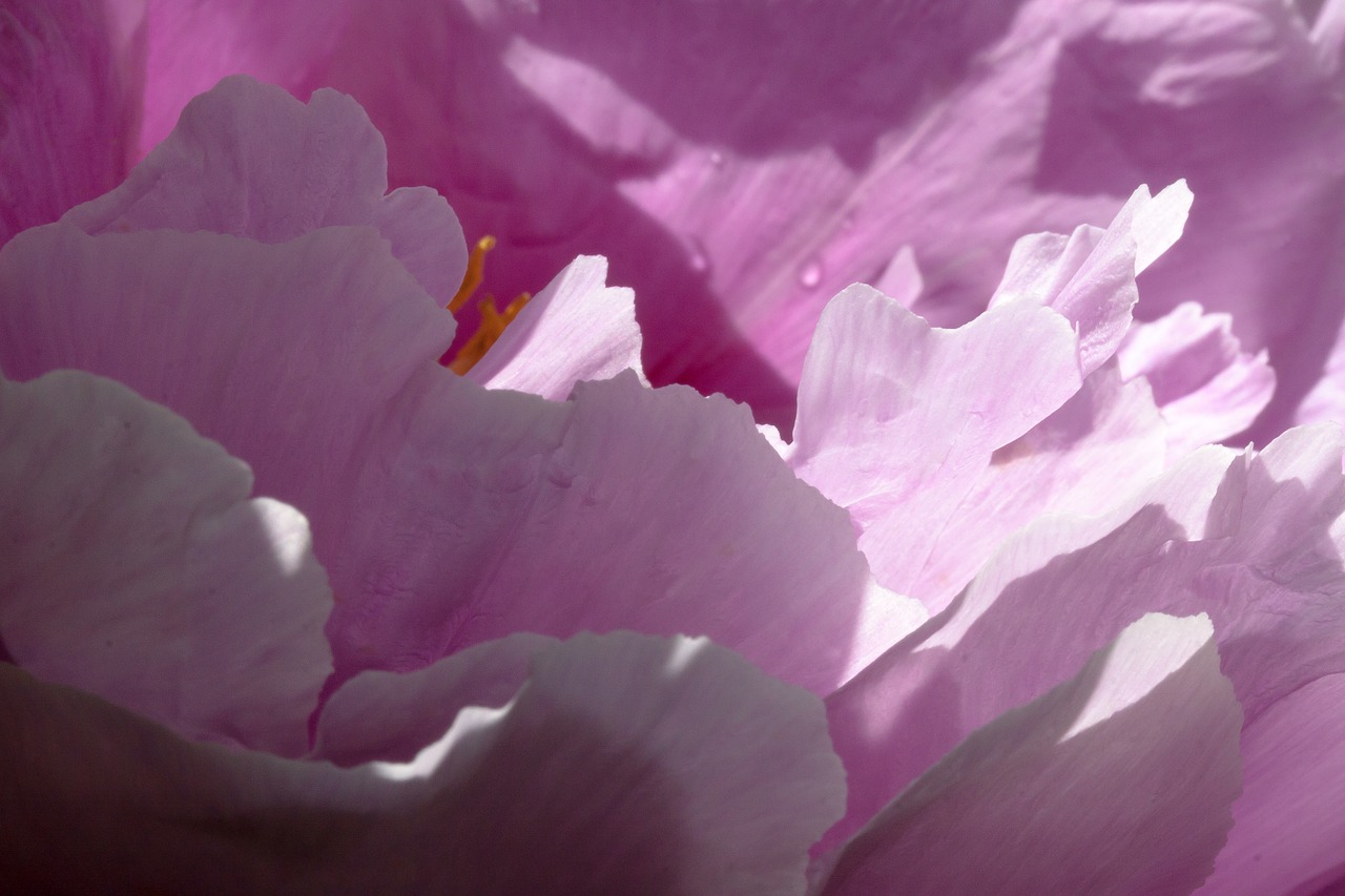 Image - pentecost peony macro nature