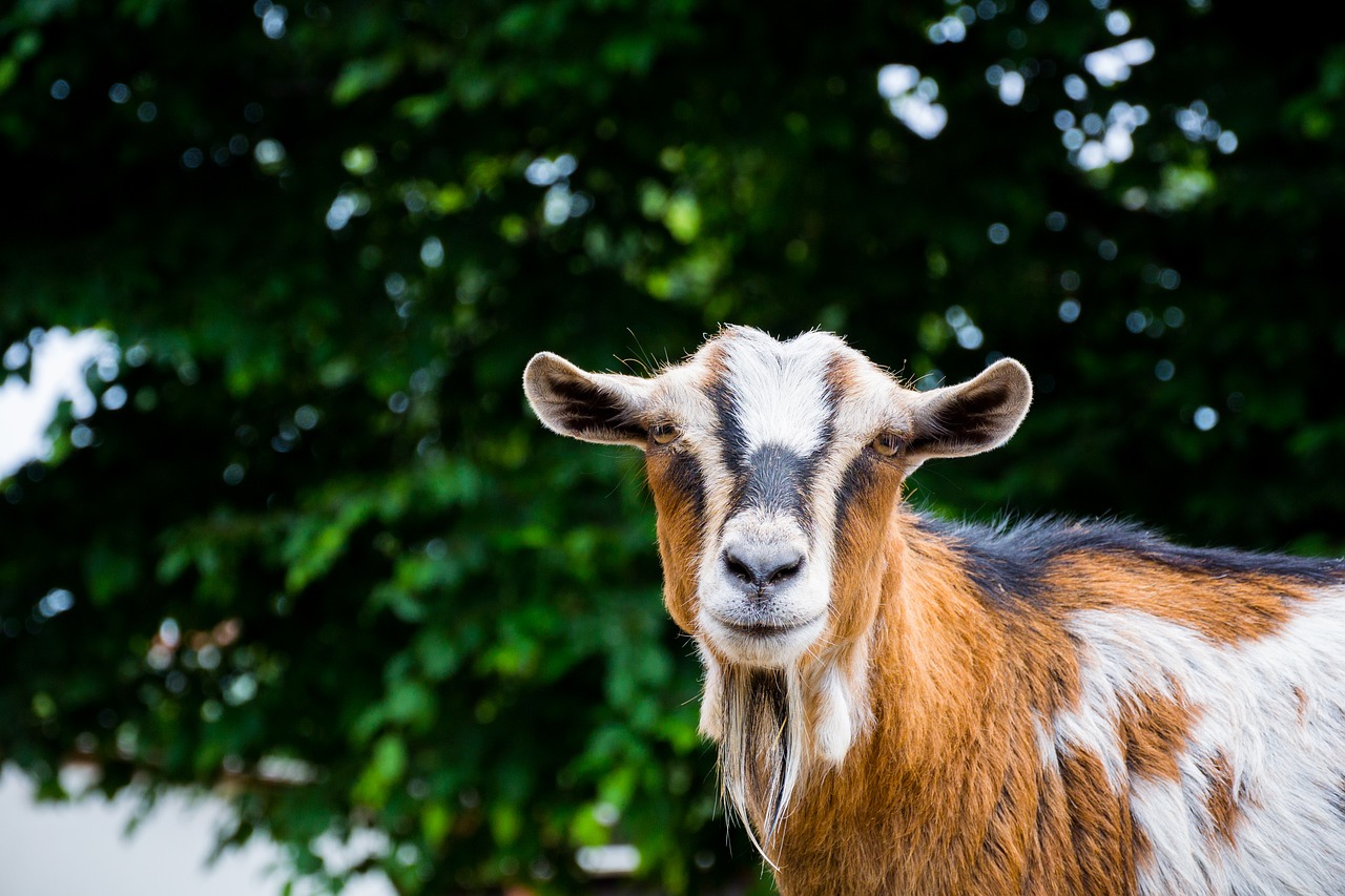 Image - goat goats zoo petting zoo