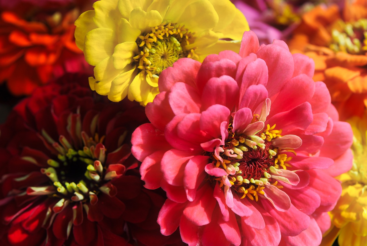 Image - zinnias flowers blossom bloom