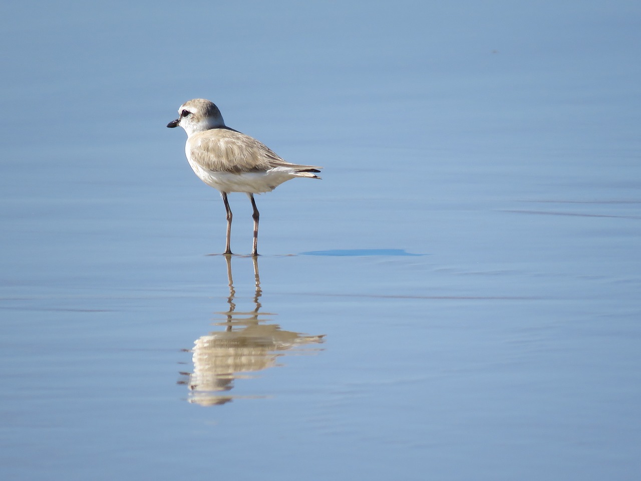 Image - wader bird mozambique