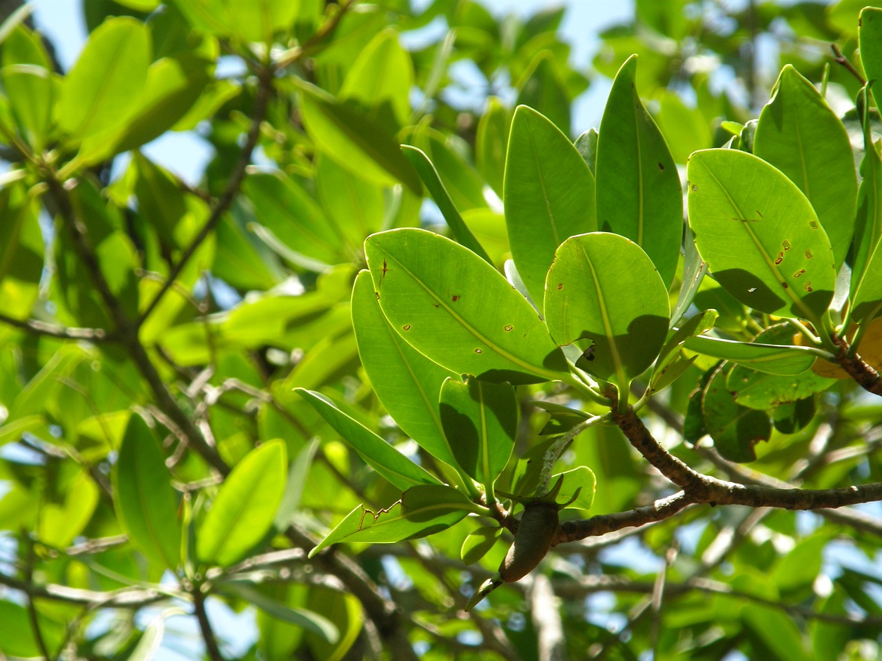 Image - mangrove trees trees beach swamp