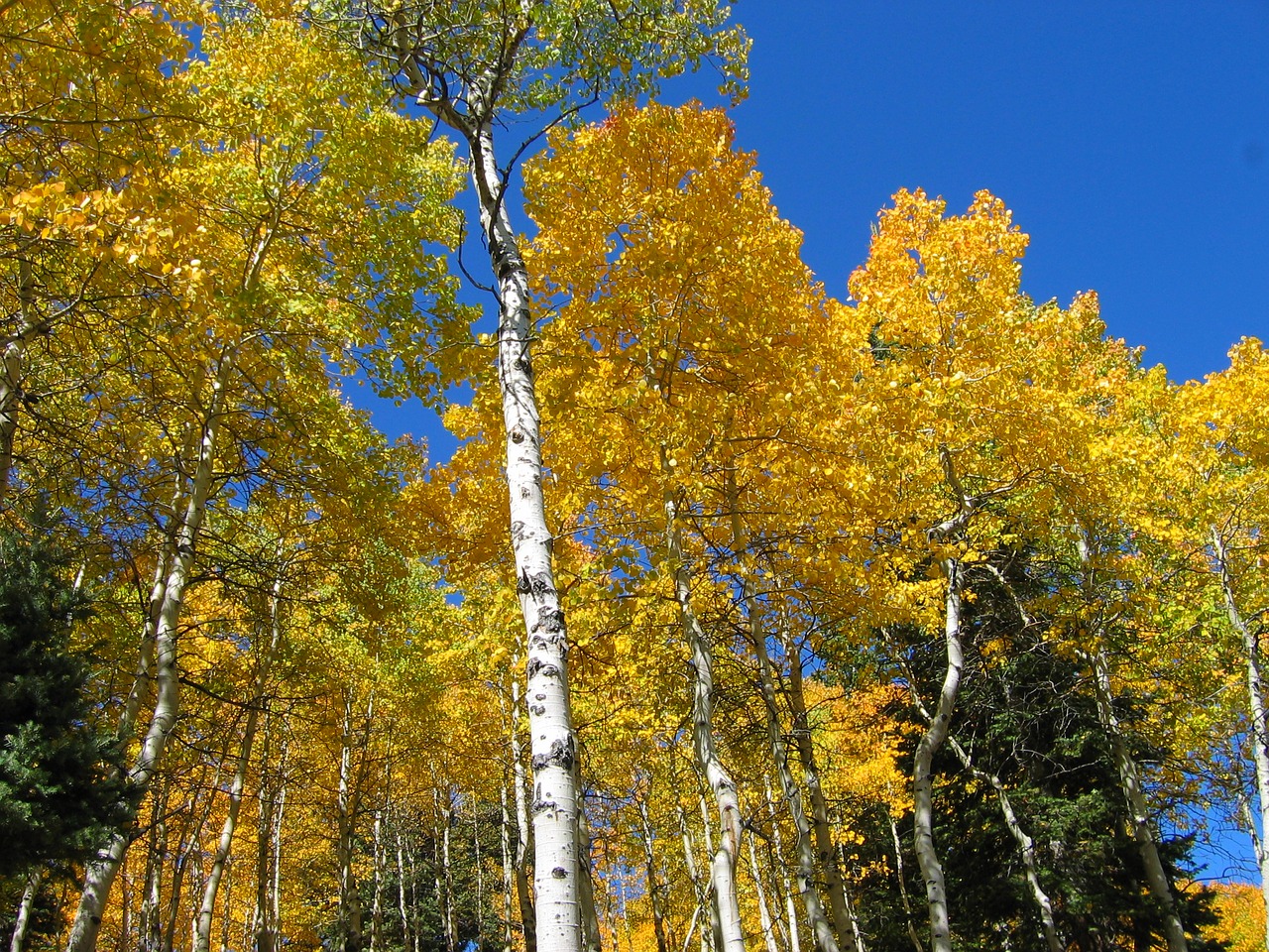 Image - trees forest autumn fall blue sky