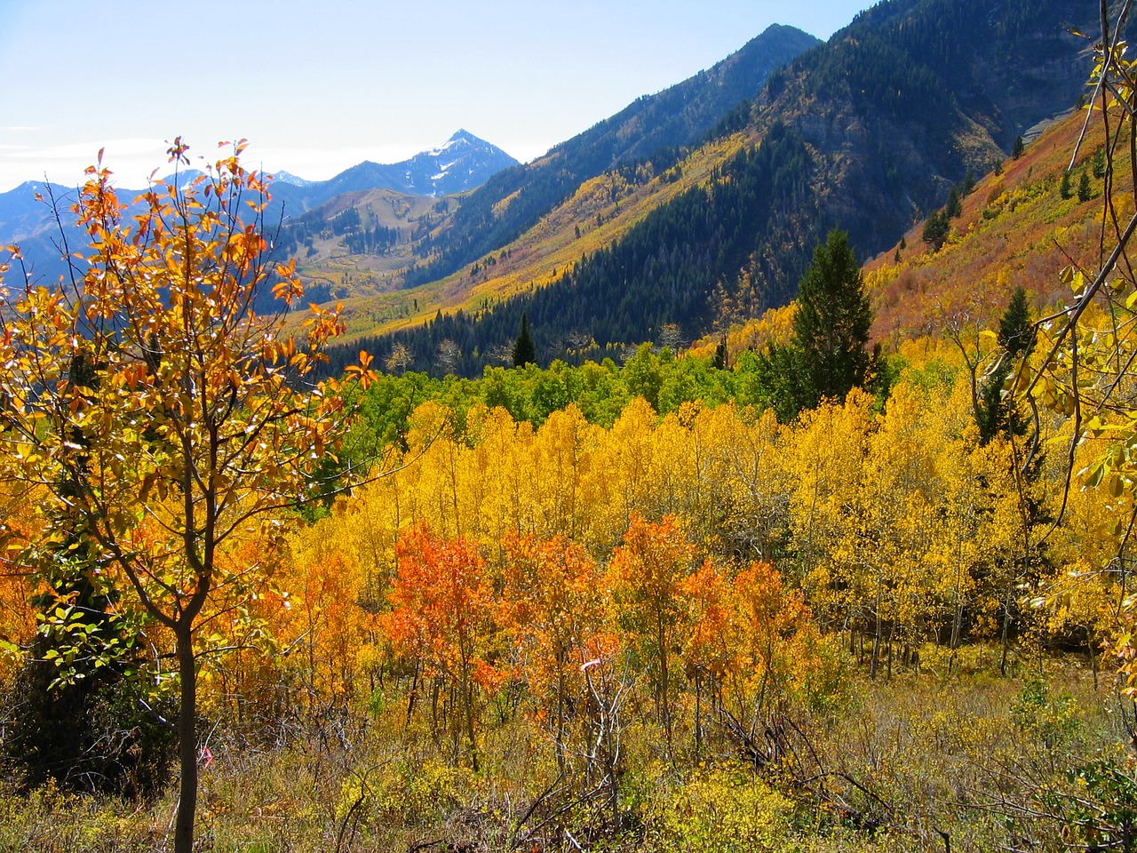Image - trees forest autumn fall blue sky
