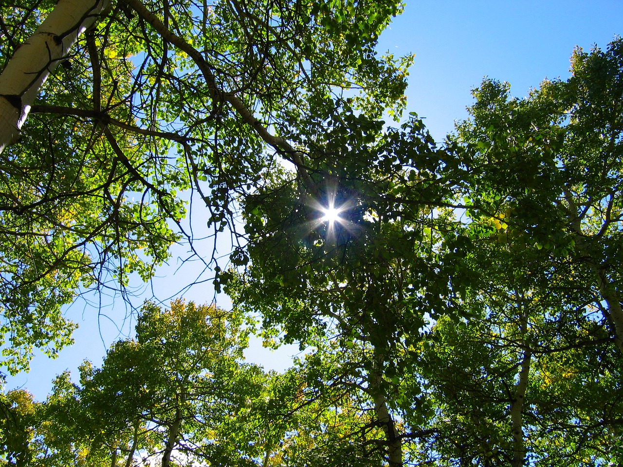 Image - trees forest blue sky nature aspen