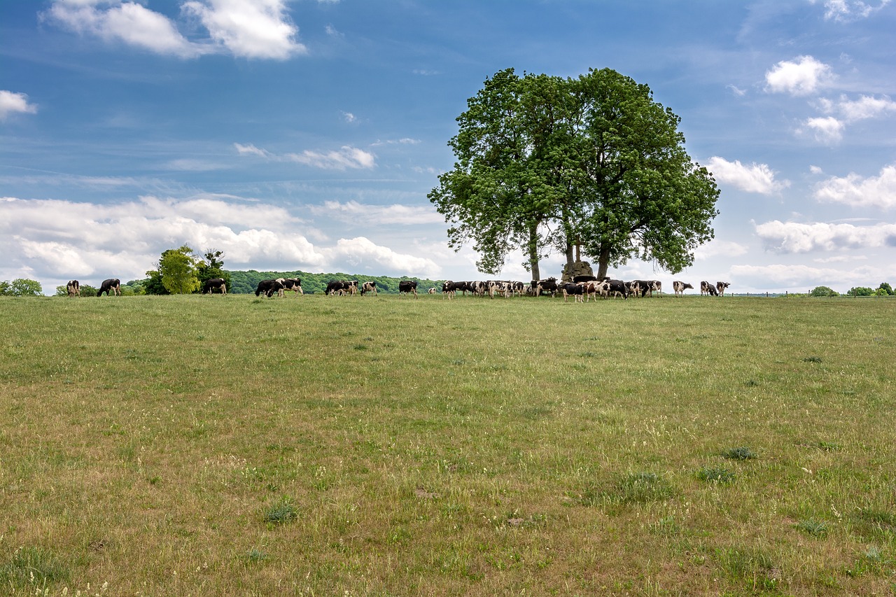 Image - tree meadow cow pasture summer