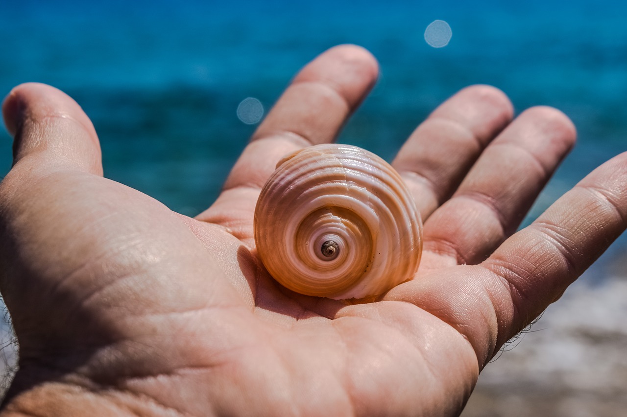 Image - hand shell sea nature summer