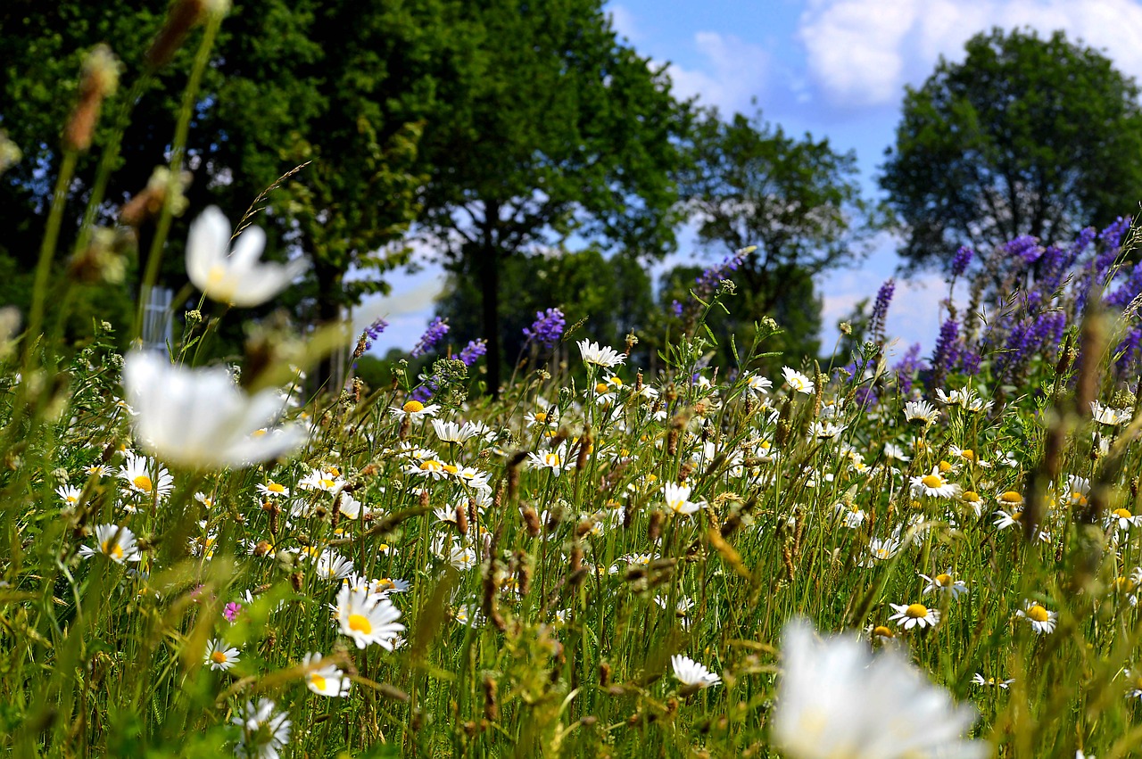 Image - flower meadow trees meadow nature