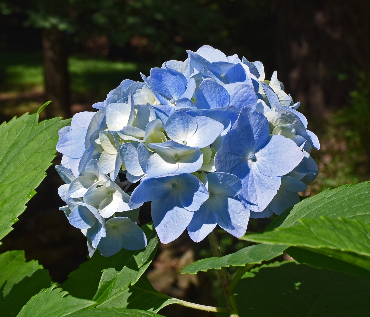 Image - nice blue hydrangea hydrangea