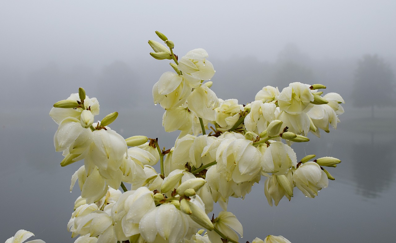 Image - rain wet yucca flowers morning fog