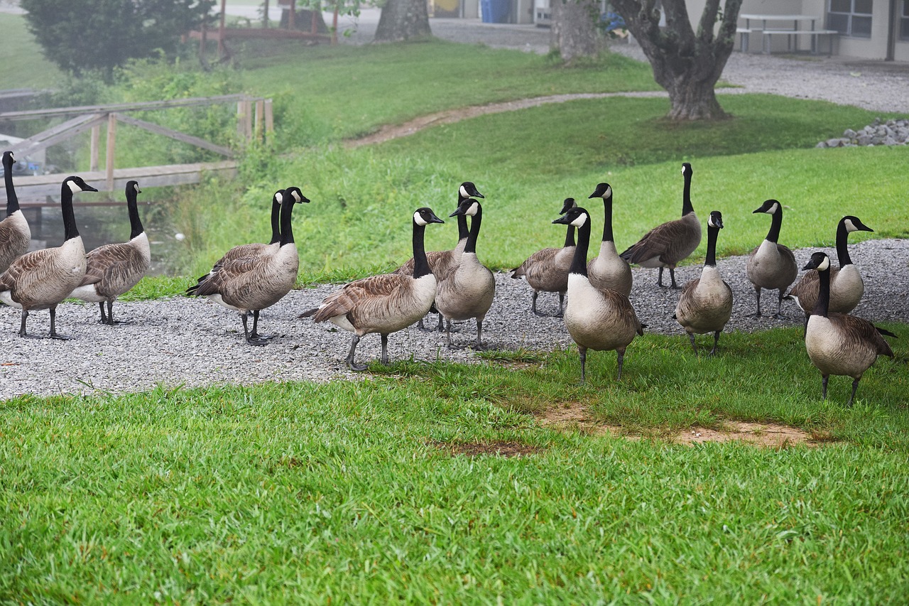 Image - gaggle of geese canada goose