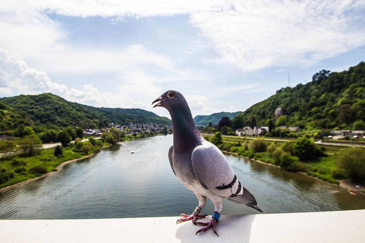 Image - dove mosel wine landscape sachsen