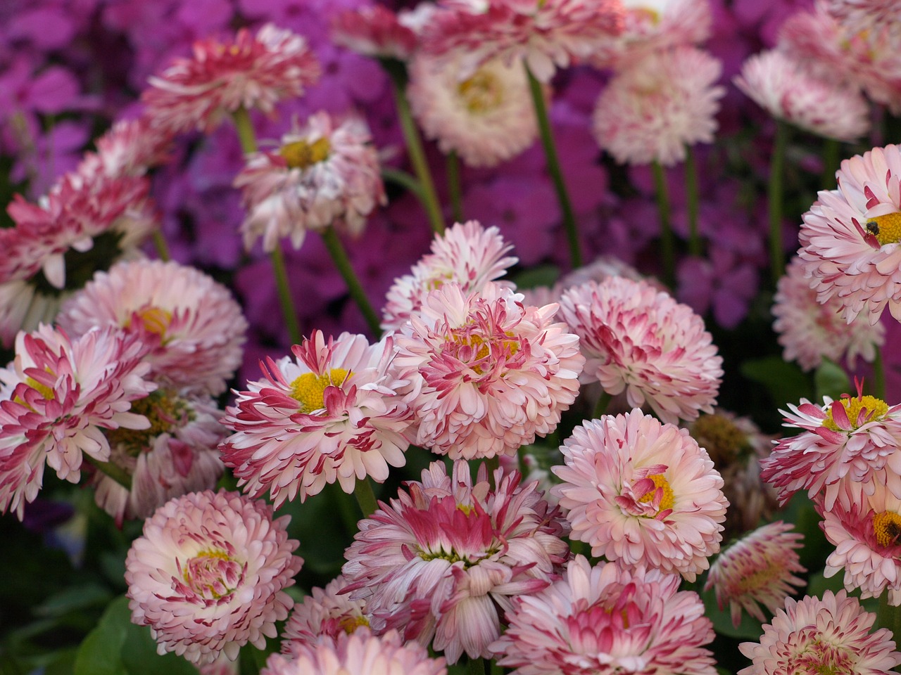 Image - słomianka flower spring blooms