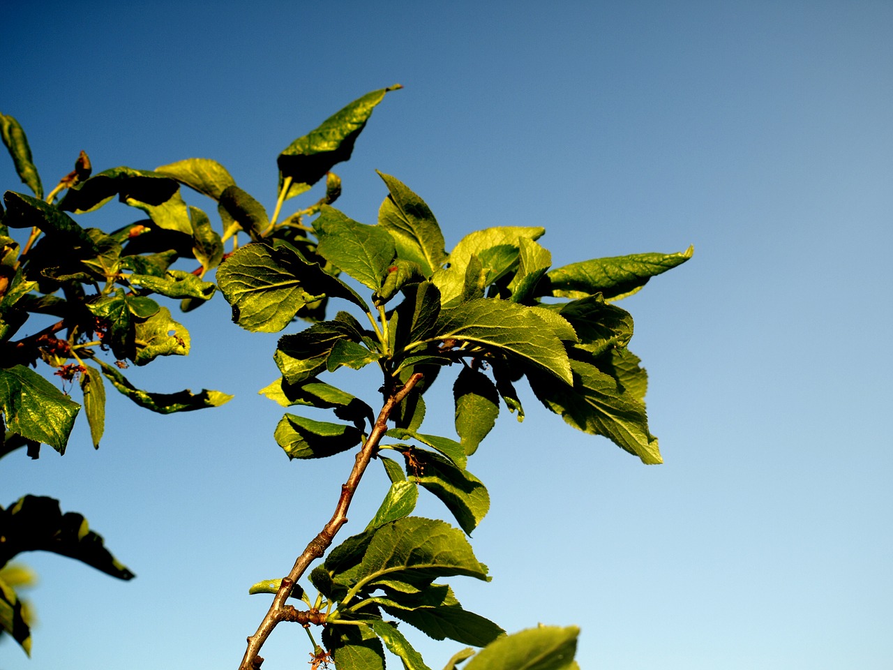 Image - foliage plum hungarian sad spring