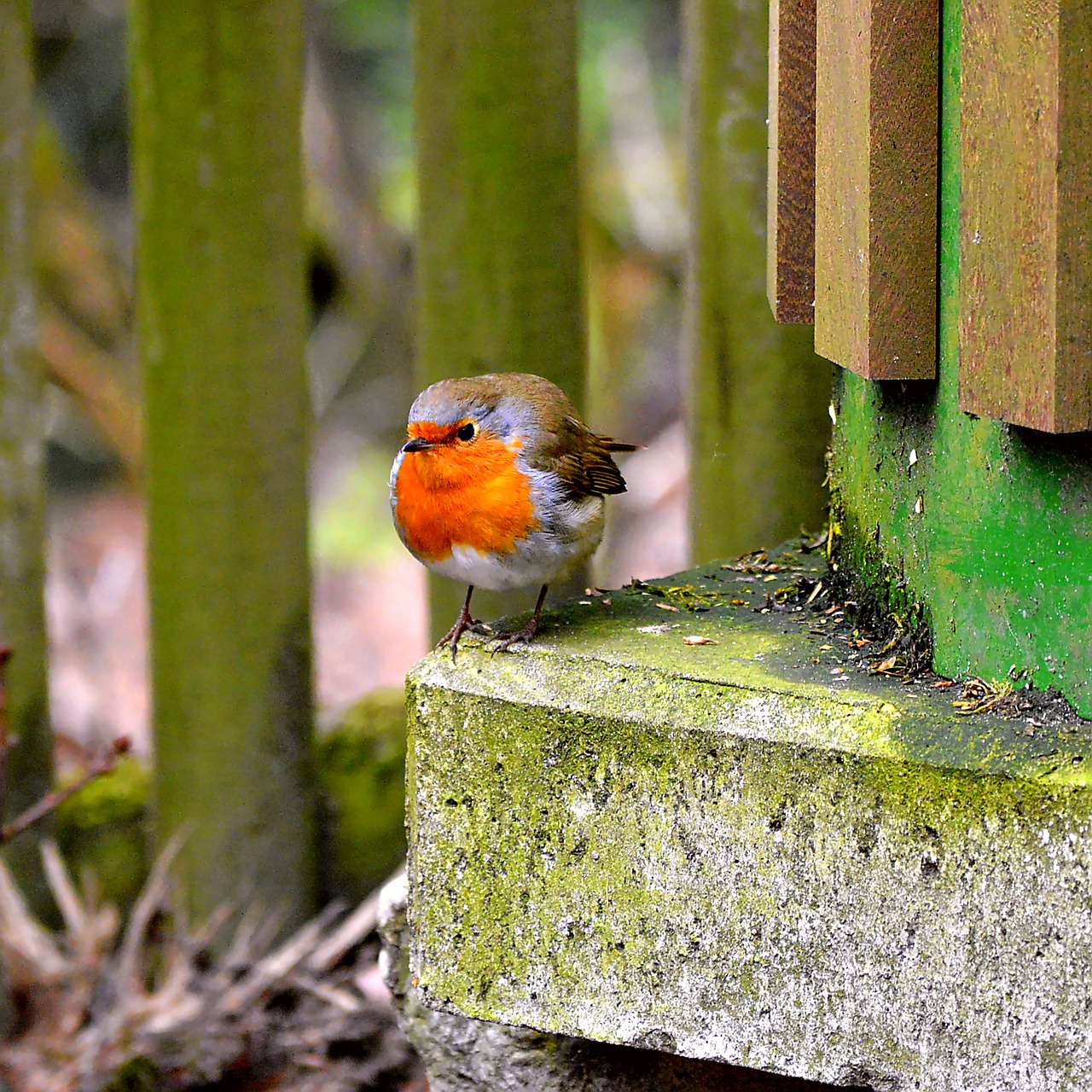 Image - robin songbird close garden