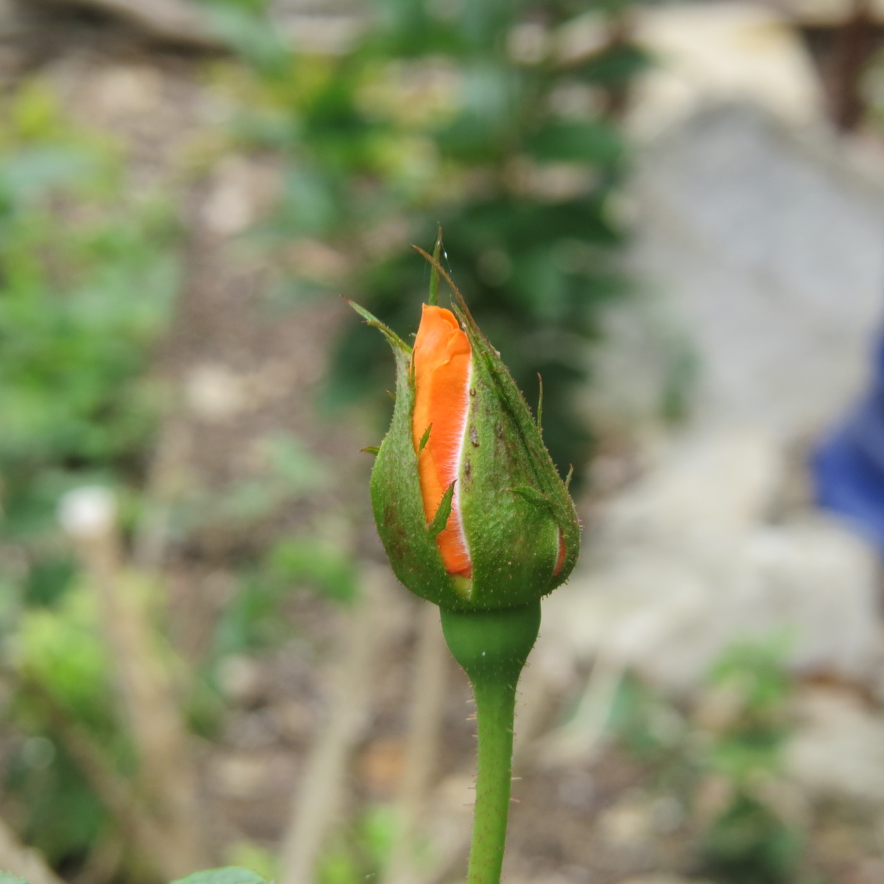 Image - orange rose bud flower garden