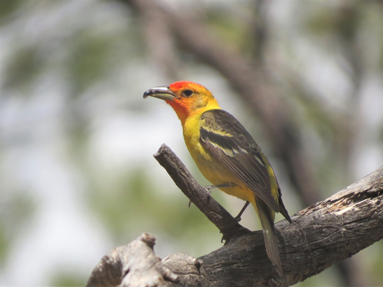 Image - bird yellow hiking grand canyon