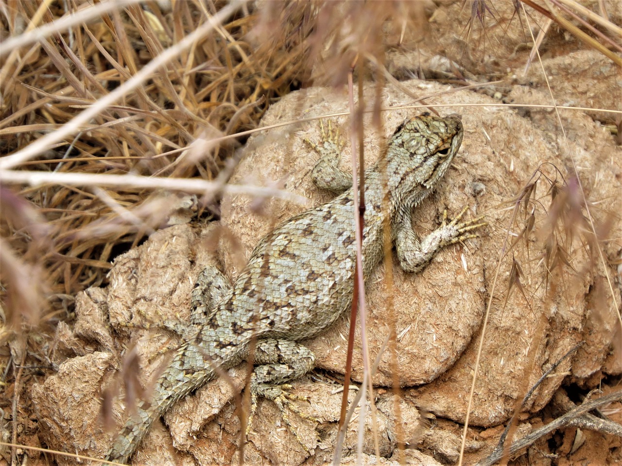 Image - reptile lizard wild brown nature