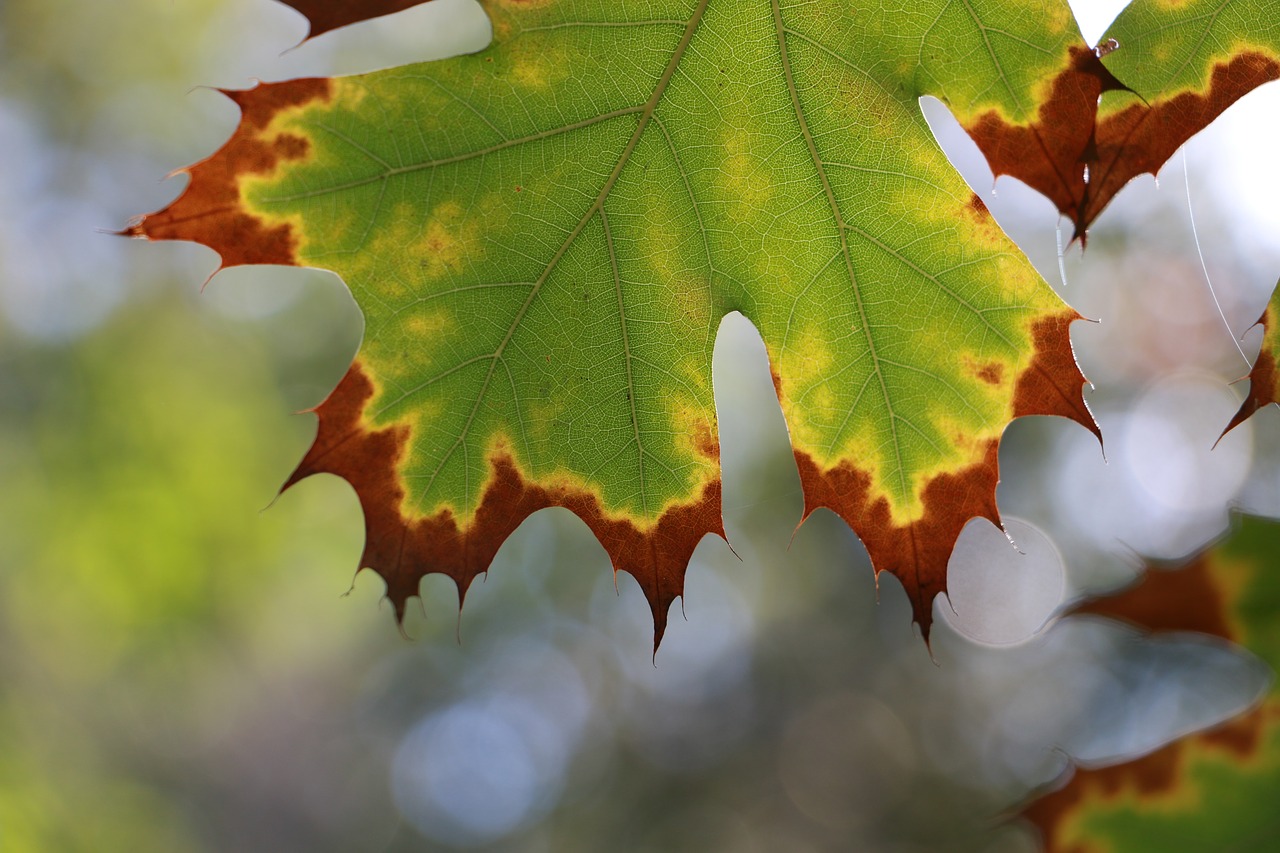 Image - winter leaf green red featured