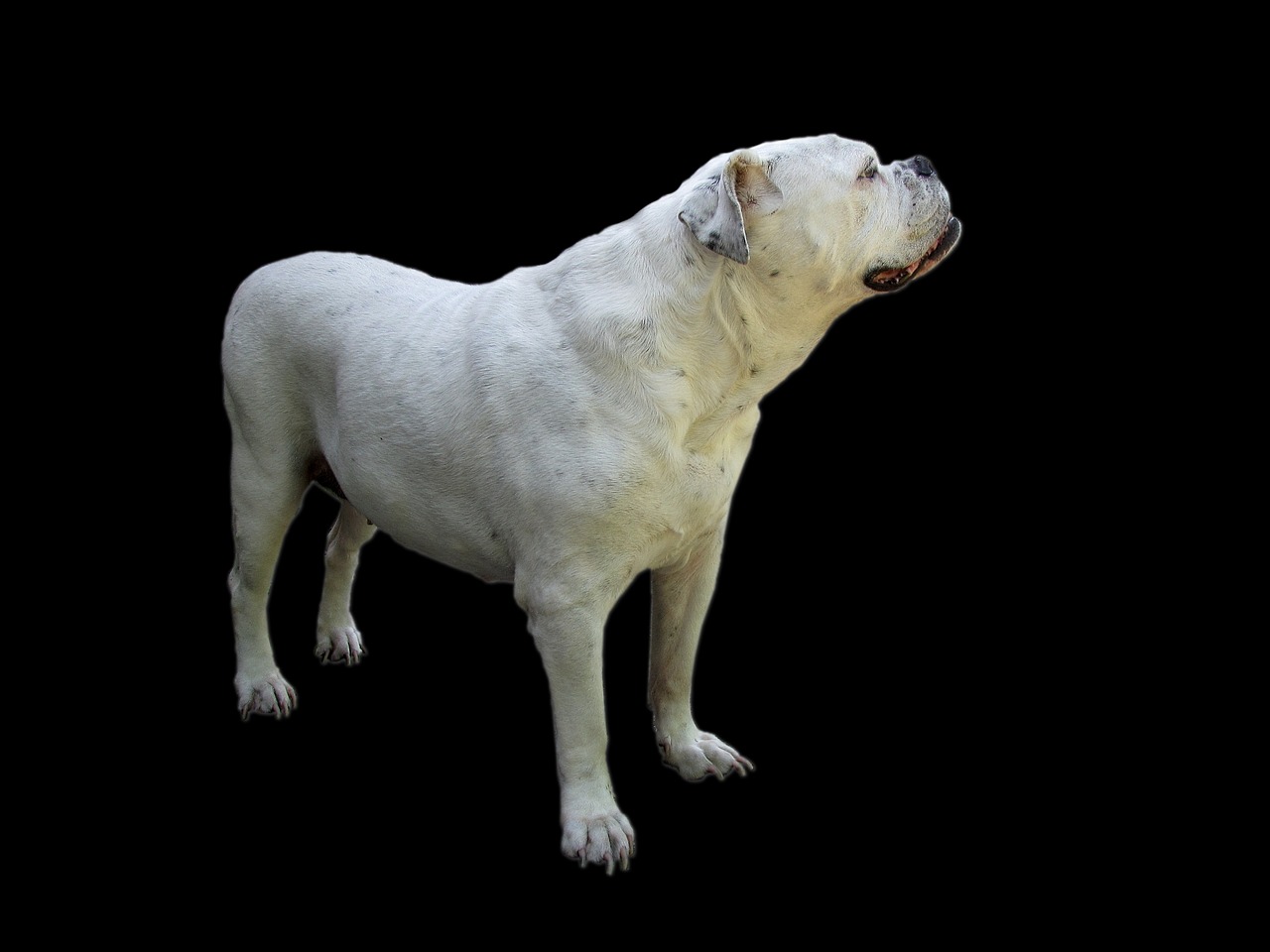 Image - dog bulldog oldebulldog pet