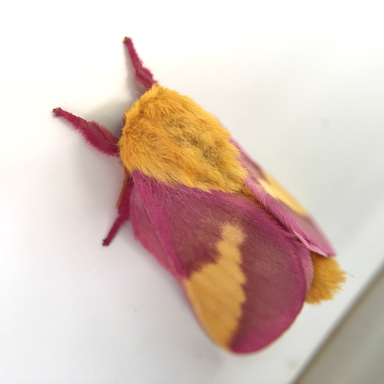 Image - rosy maple moth pink yellow