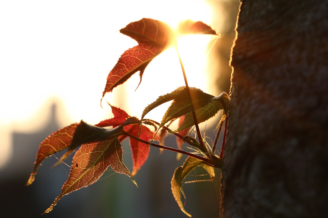 Image - foliage sunset shadow