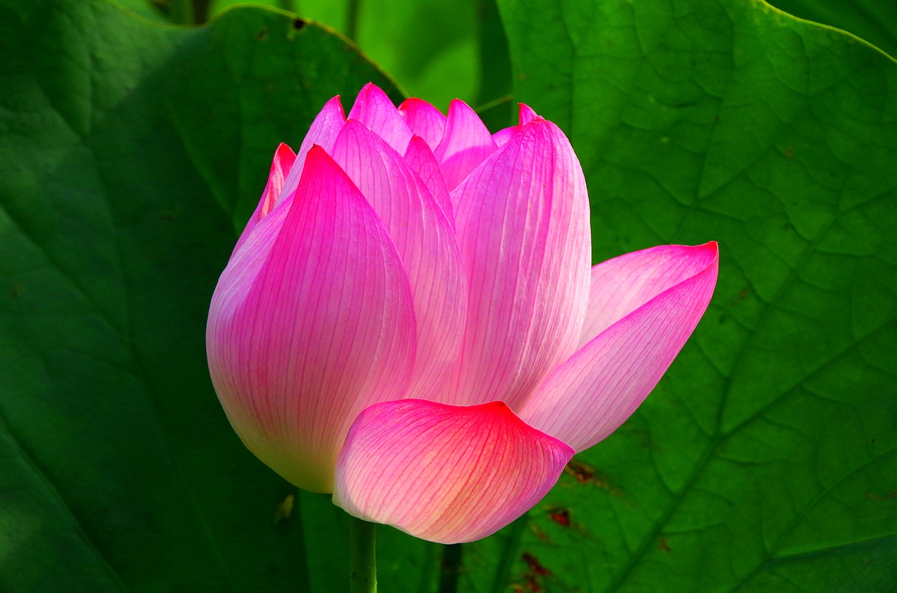 Image - lotus flowers green japan pink