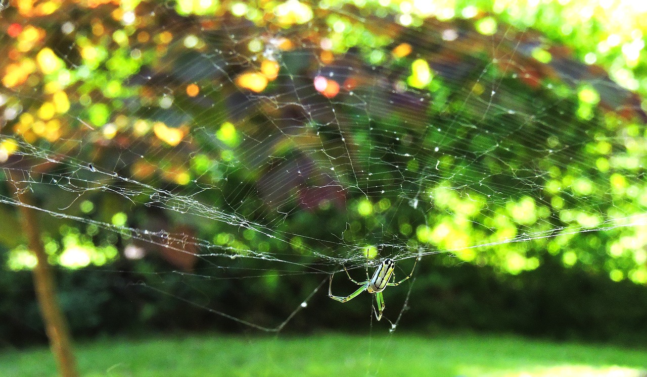 Image - orchard spider orb web spider