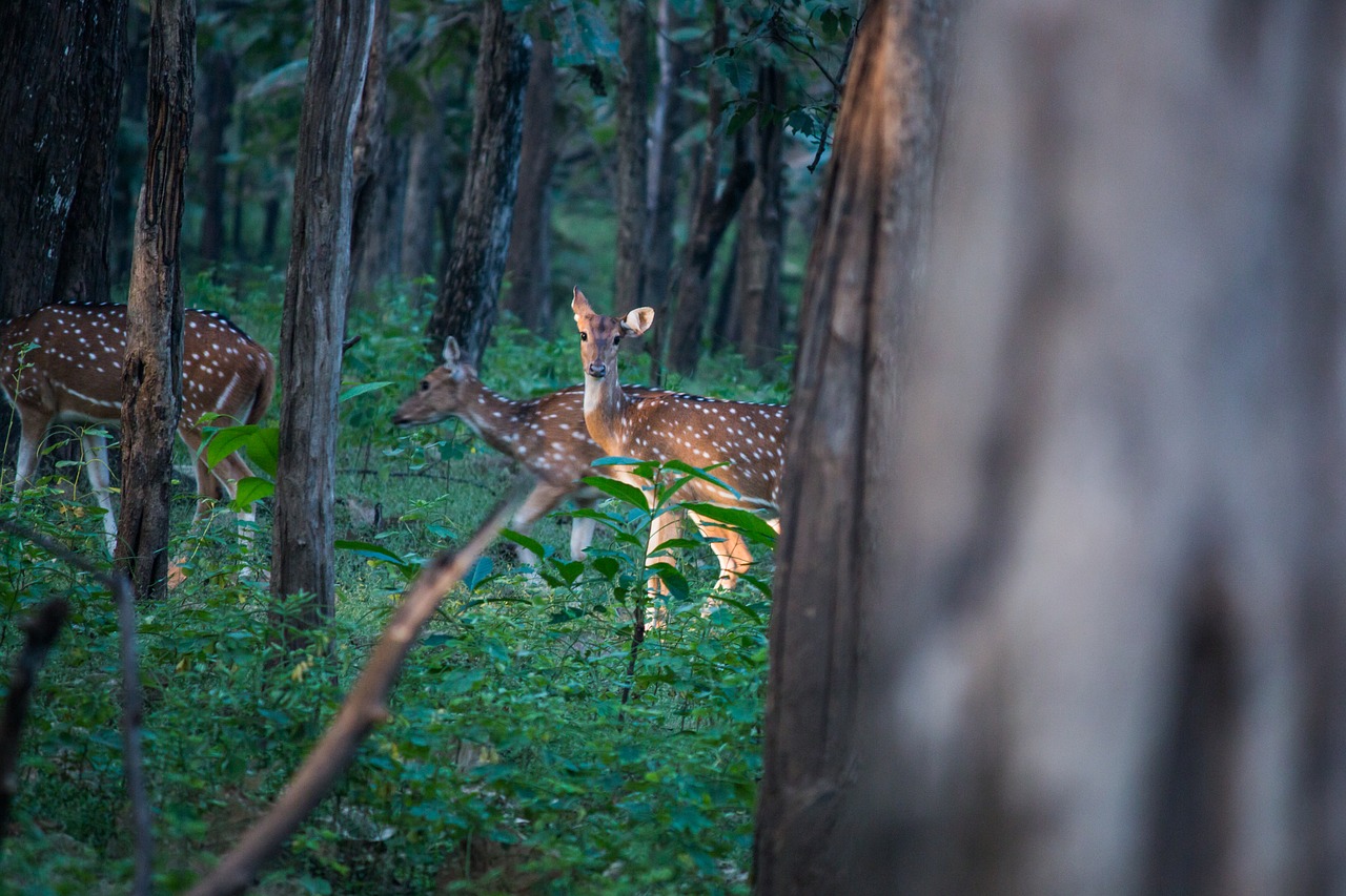 Image - spotted deer deer forest spotted