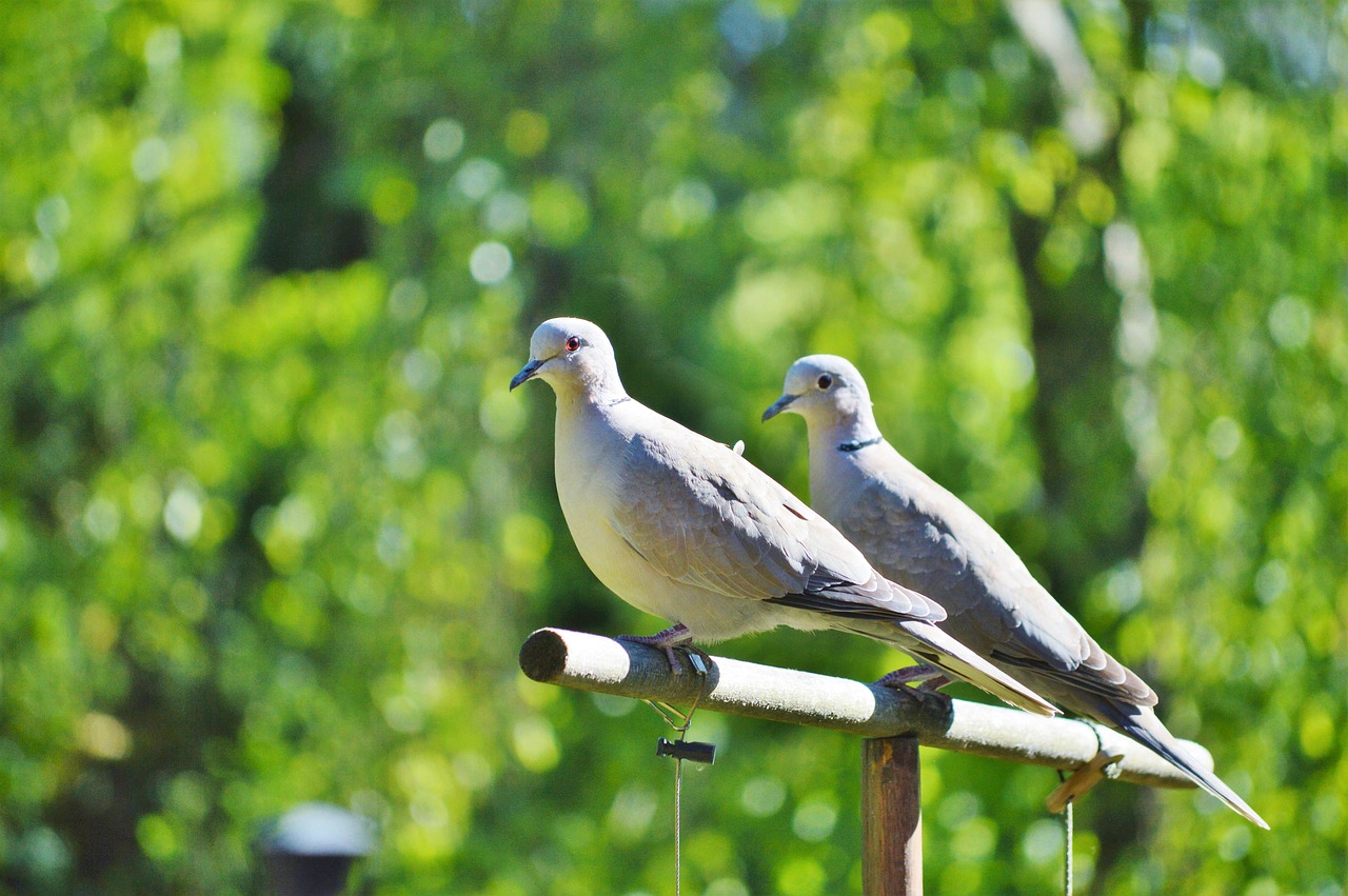 Image - pigeons birds animal collared luck