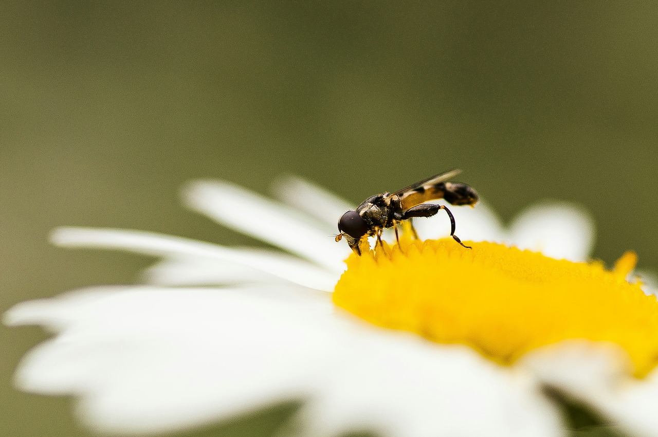 Image - flower daisy summer fly