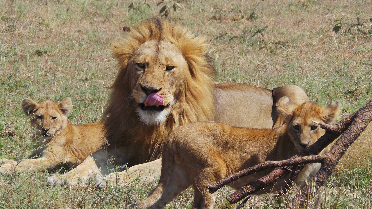 Image - lion kids africa savannah