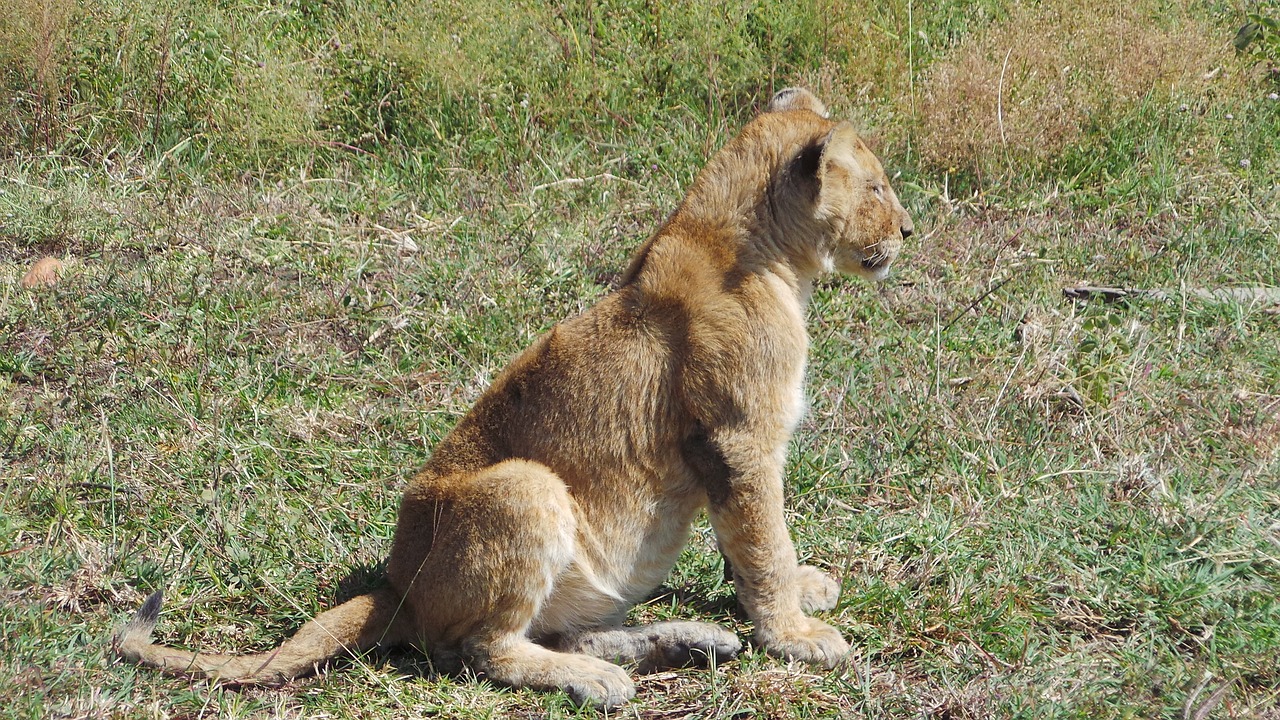 Image - lionet africa savannah