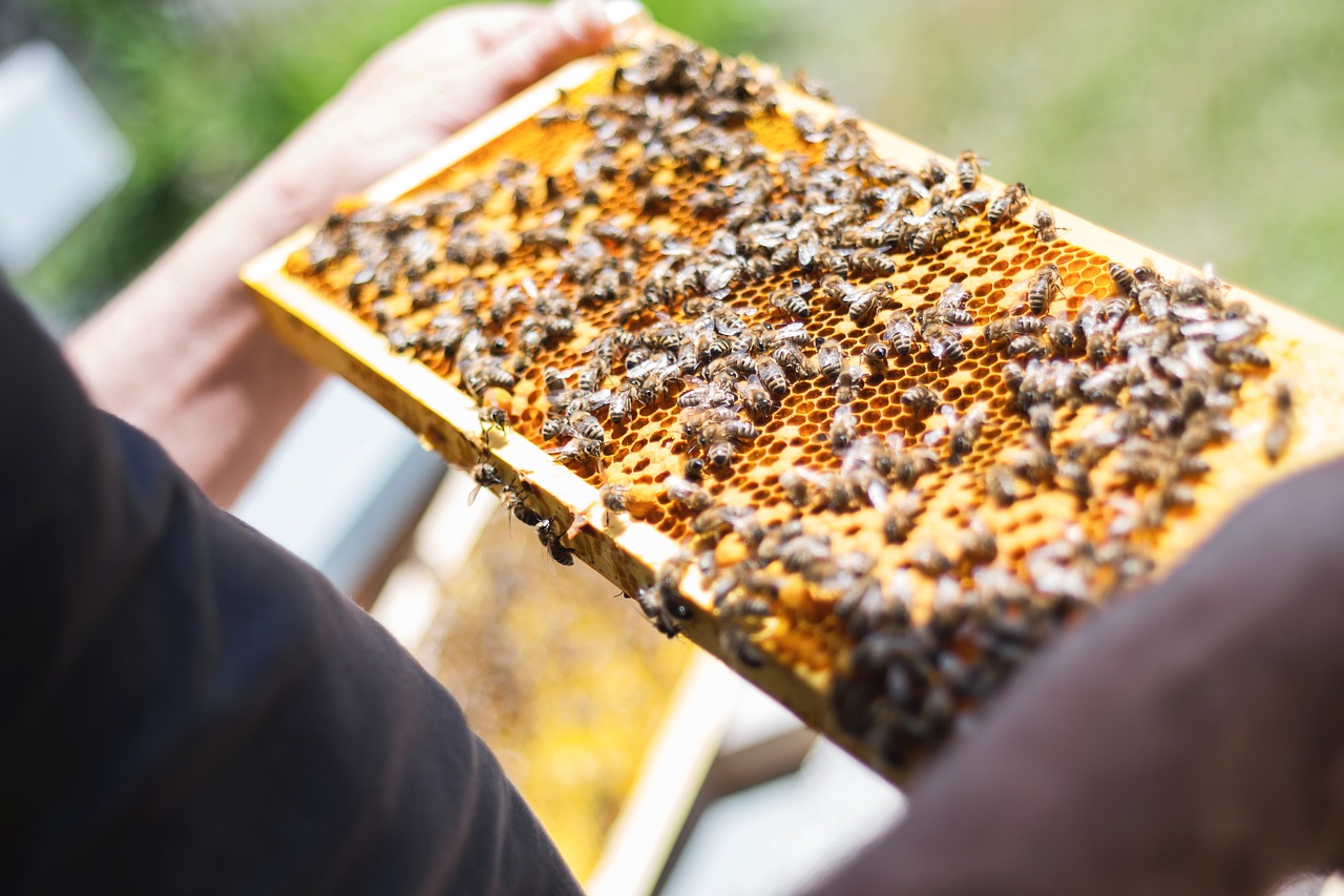 Image - bees combs beekeeper honeycomb