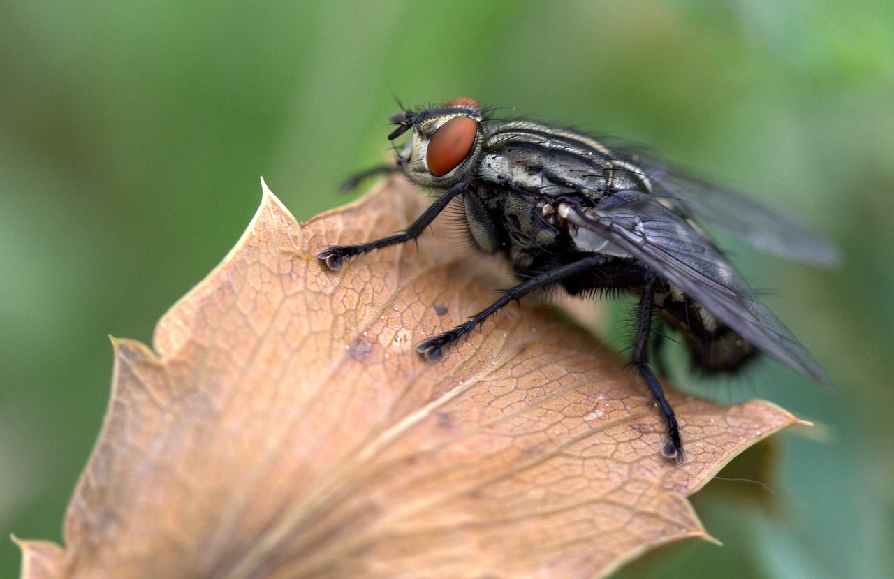 Image - fly leaf macro insecta