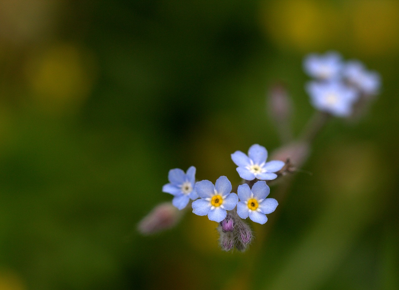 Image - cornflower flower blue little wild