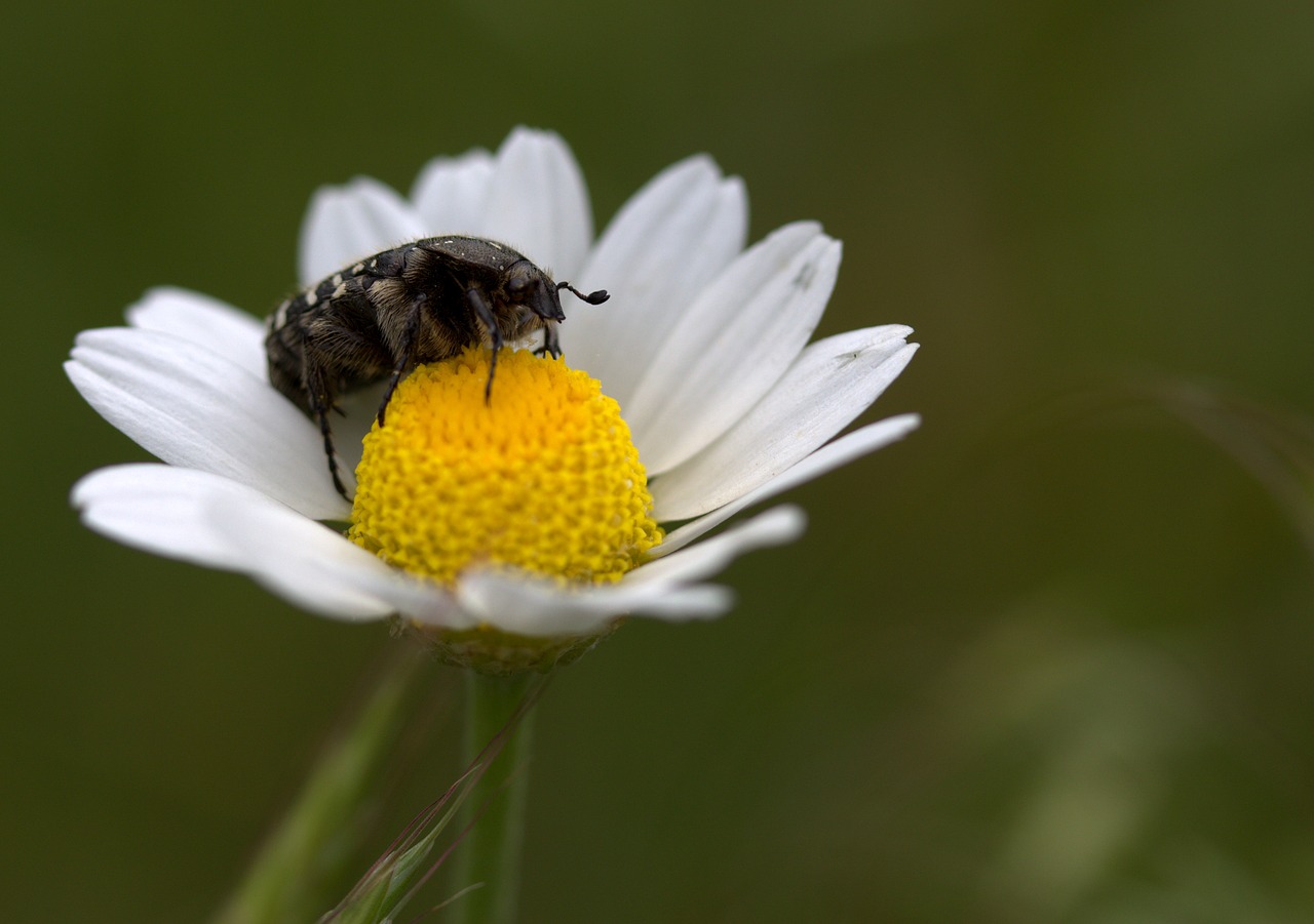 Image - insecta flower pollen petals daisy