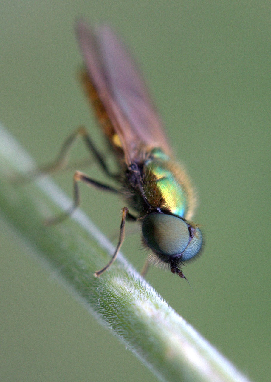 Image - fly green strain insecta rest