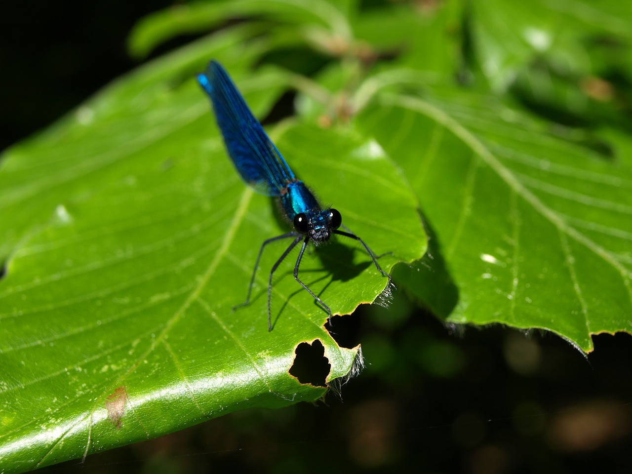 Image - dragonfly blue winged demoiselle