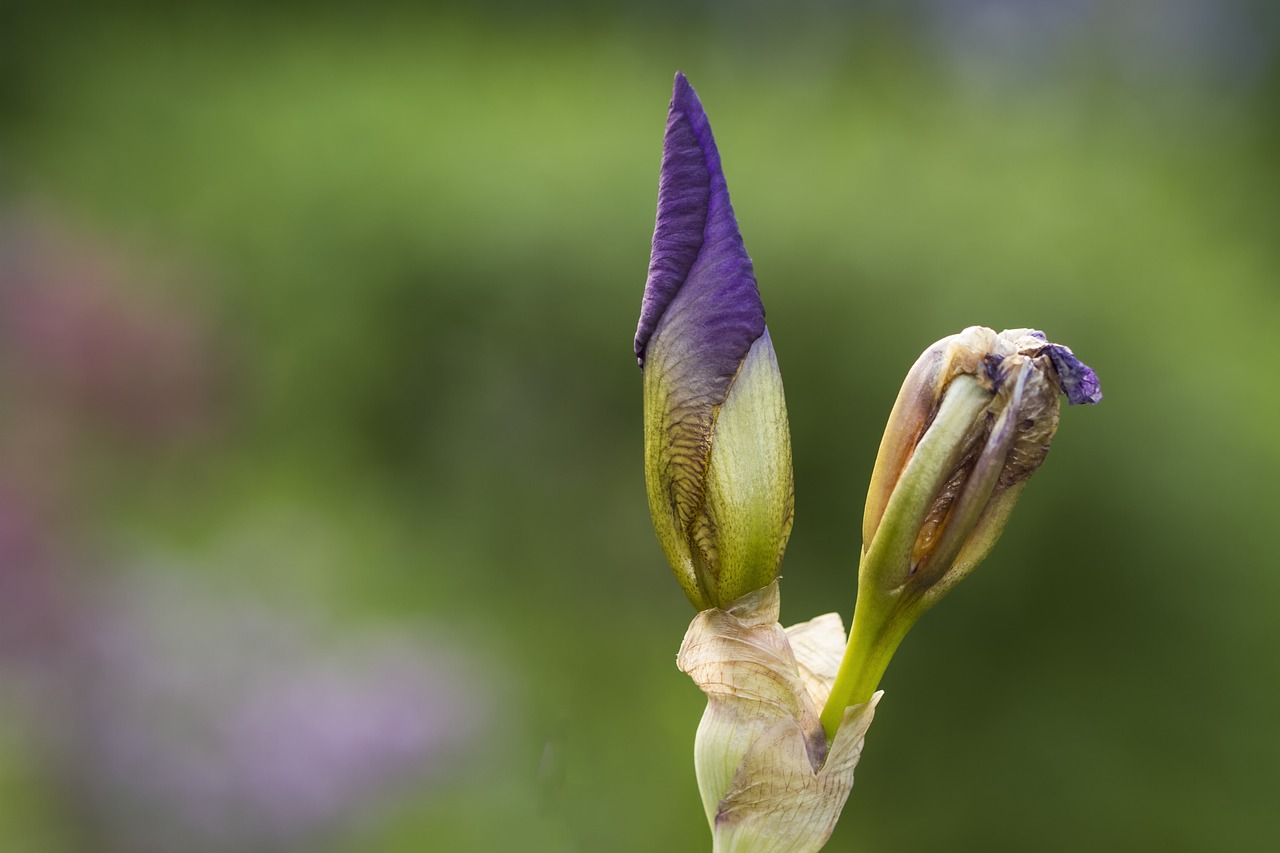 Image - iris bud flower blue plant nature